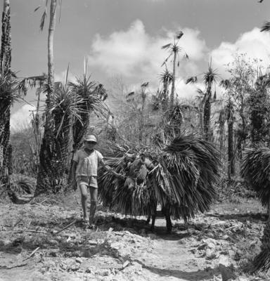 Extração e produção da Carnaúba