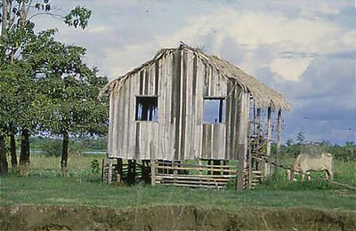 Série Amazonas - Casa