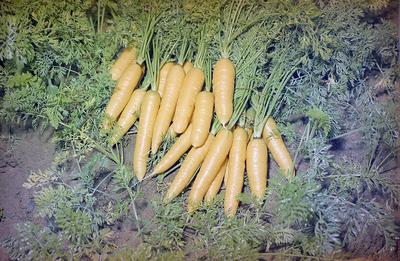 DuPont Brasil S.A. Indústrias - cenoura