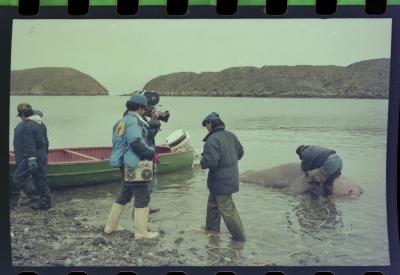 Viagem com a bióloga Livia Monami para registrar a caça da baleia branca