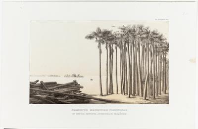 (O palmeiral de Mauritia flexuosa [miriti] na Ilha Pautinga no arquipélago paraense)