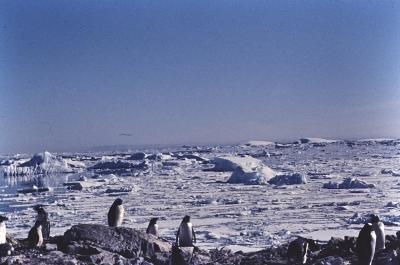Aventuras de Igor na Antártida