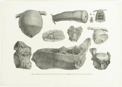 (I-IV. Cortiços de abelhas. V. Petrificações de peixes. VI-IX. Ossos de mastodontes)