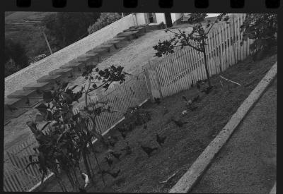 Galos usados para briga de galos