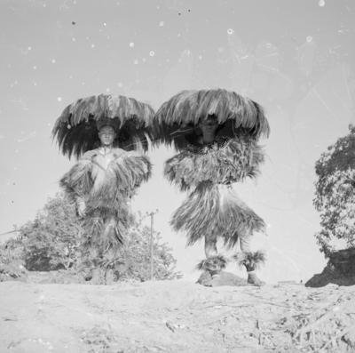 Bumba meu boi, festa popular