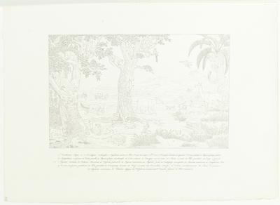 [Formas de animais da América tropical]