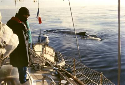 Aventuras de Igor na Antártida