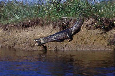 Série Amazonas - Jacaré