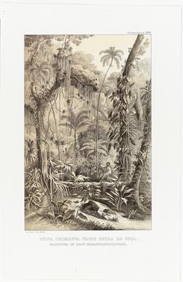 (Floresta primitiva perto da Pedra da Onça, uma propriedade na Província de S. Sebastião [do Rio de Janeiro])