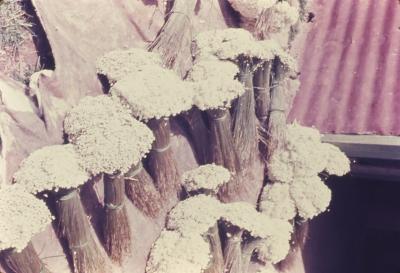 Flores sempre-vivas à venda