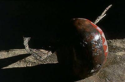 Série Xingu - Cabaça indígena