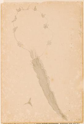 Rhipsalis pachyptera Pfeiff.[?]