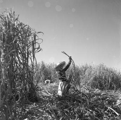 Lavoura canavieira, trabalhadores