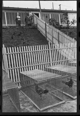 Galos usados para briga de galos