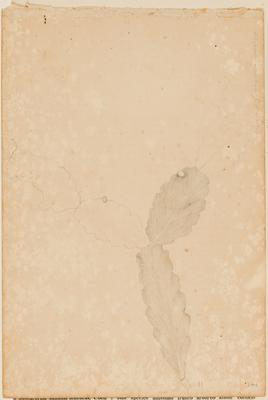 Rhipsalis attipica G.A. Lindberg Sp nov.