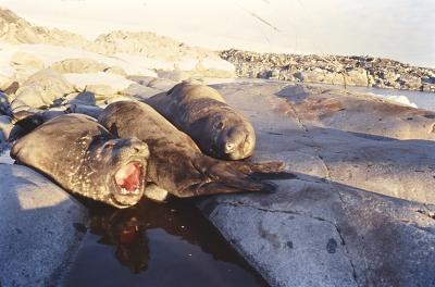 Aventuras de Igor na Antártida