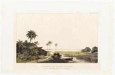 (Tremedal ou prado flutuante perto de Alcântara, na Província do Maranhão)