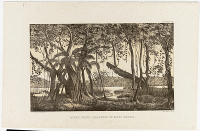 (Margens do Rio Paraguai em Mato Grosso)