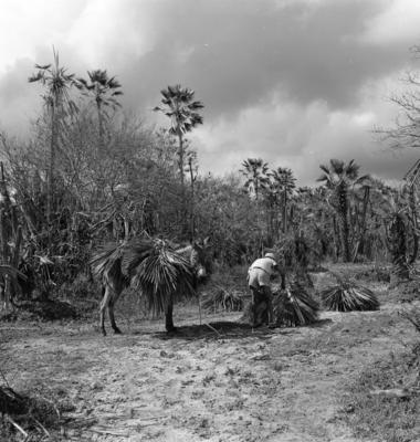 Extração e produção da Carnaúba