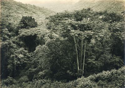 Vegetação da serra