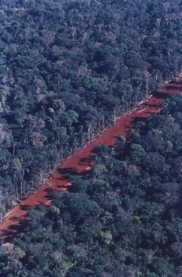 Vista aérea de estrada em meio à floresta