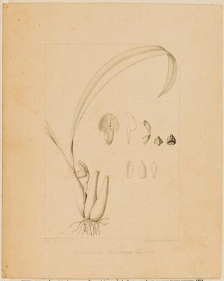 Maxillaria barbozae Löfgren