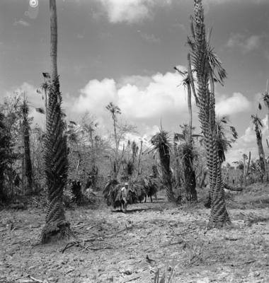 Extração e produção da Carnaúba
