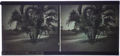 Jardim Botânico do Rio de Janeiro