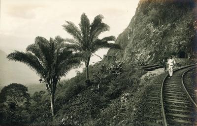 Palmeiras à beira da linha