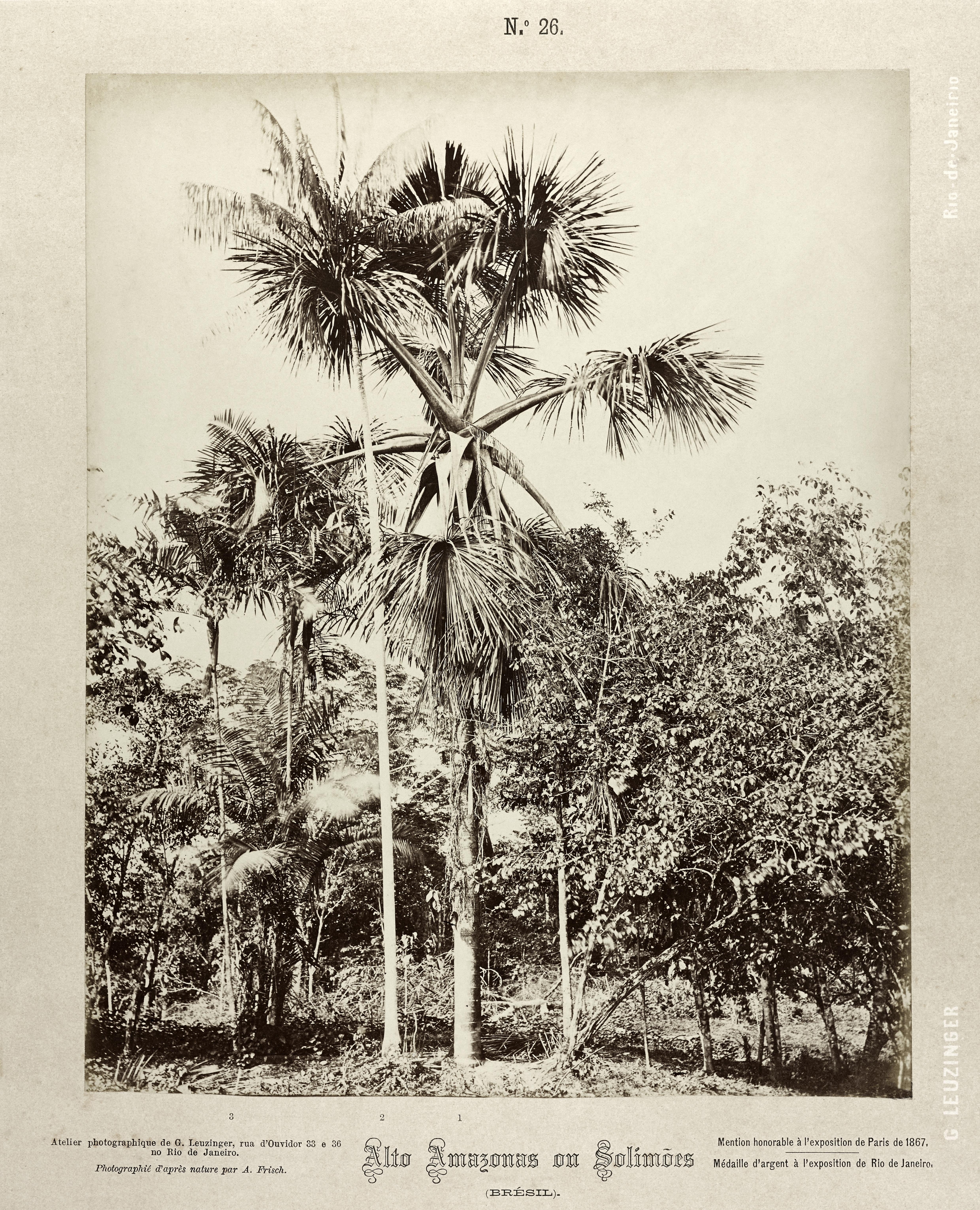 Grupo de palmeiras notáveis: buriti, açaí e bacaba