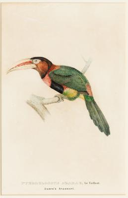 Pteroglossus azarae, Le Vaillant. Azara's Arassari