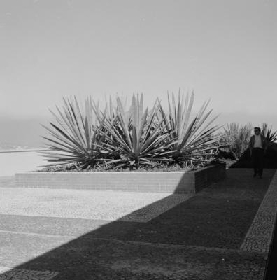 Cidade Universitária, projeto de Jorge Machado Moreira e Burle Marx