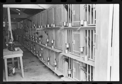 Galos usados para briga de galos