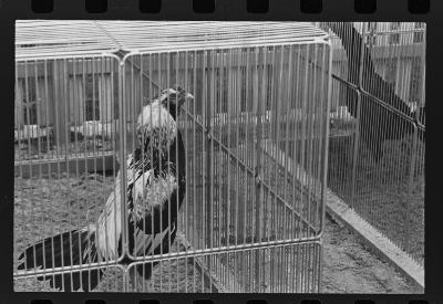 Galos usados para briga de galos