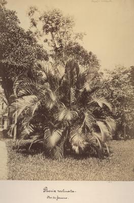 Tamareira do Senegal no Jardim Botânico