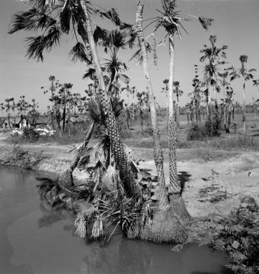Extração e produção da Carnaúba
