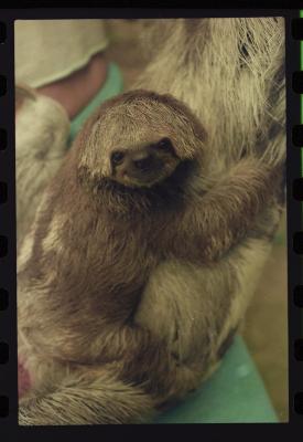 Heidi e as preguiças