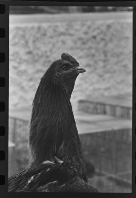 Galos usados para briga de galos