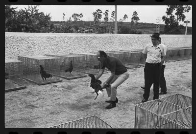 Galos usados para briga de galos