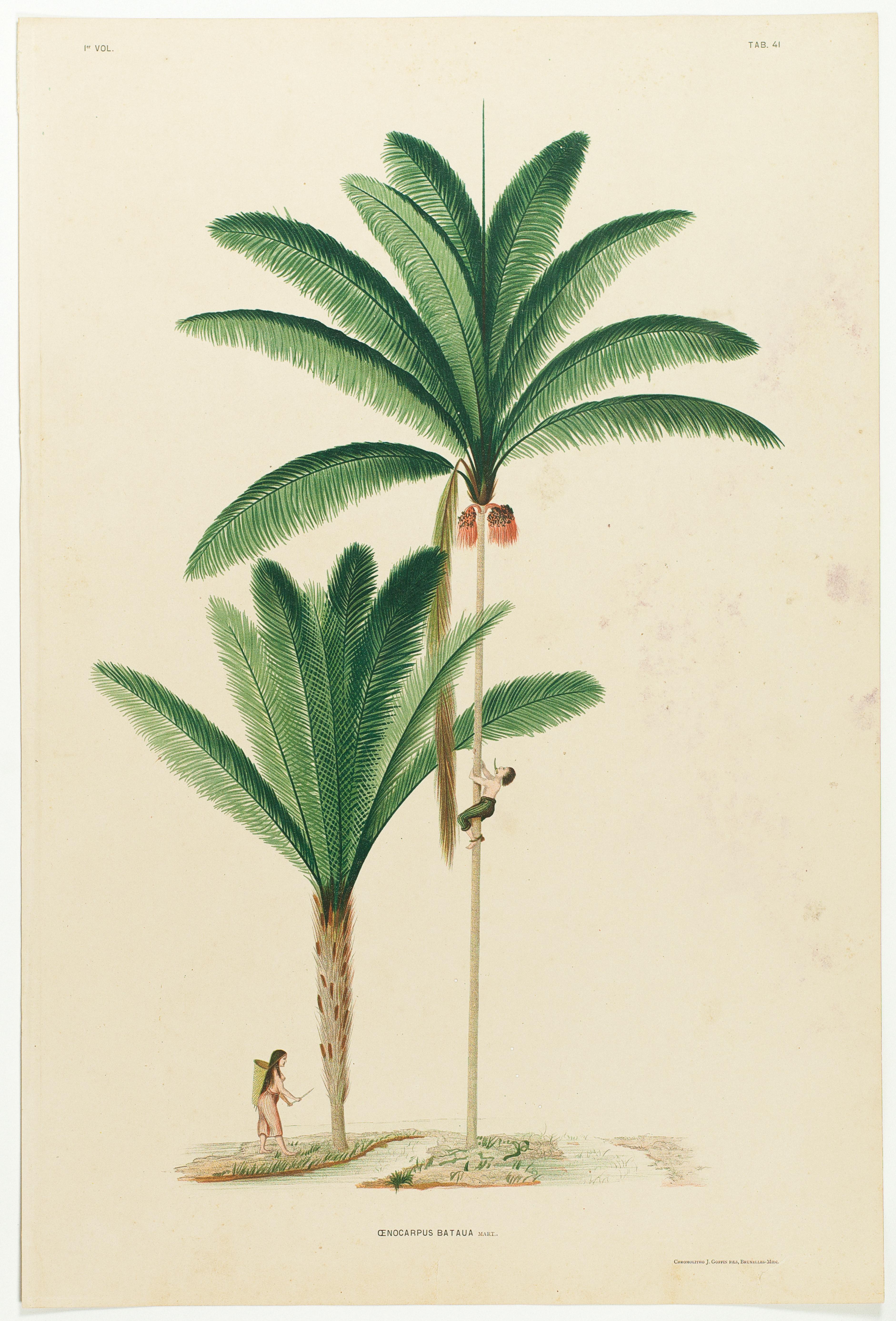 Oenocarpus Bataua Mart