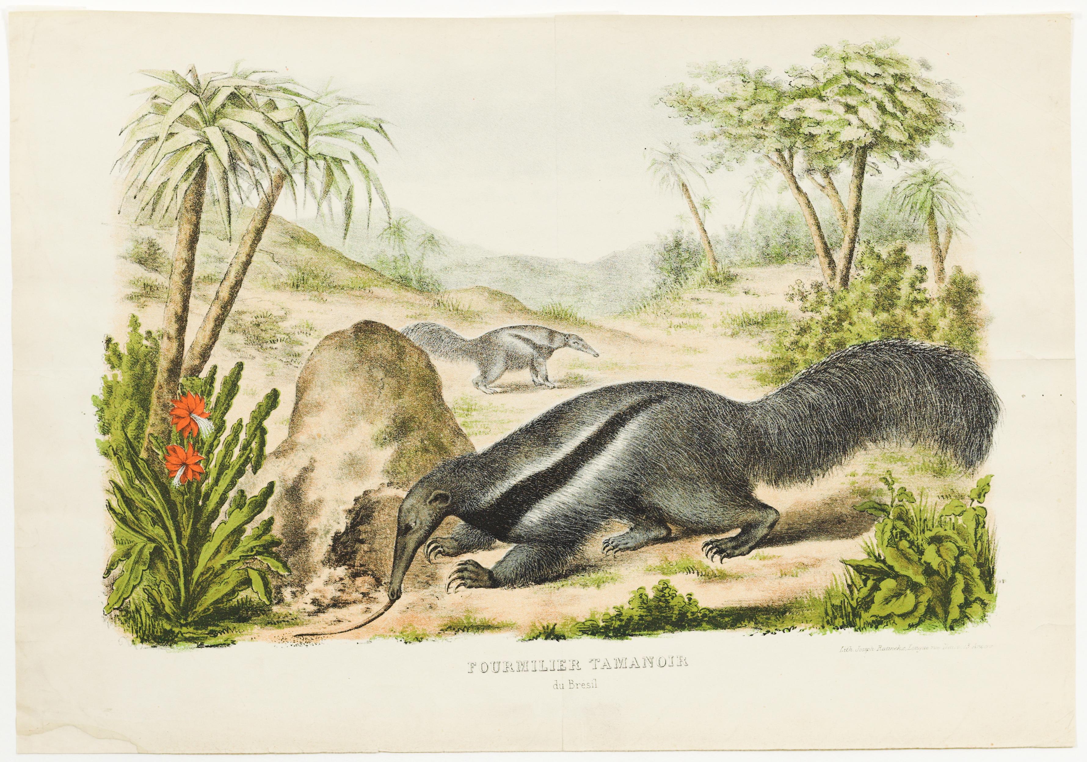 Fourmilier Tamanoir du Brésil