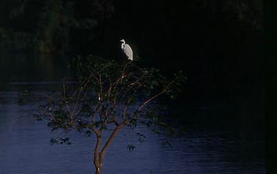 Série Xingu - Aspectos da natureza