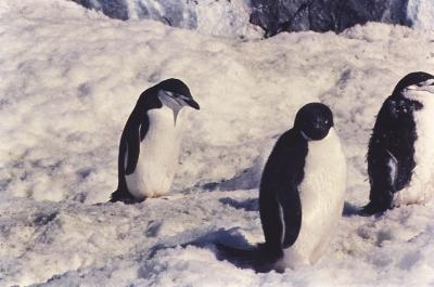 Aventuras de Igor na Antártida