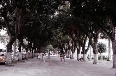 Túnel de mangueiras, calçadão da Praça da República