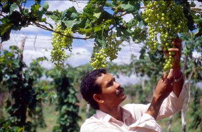 Série Rio São Francisco