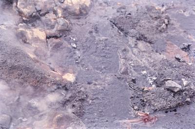 Aventuras de Igor na Antártida