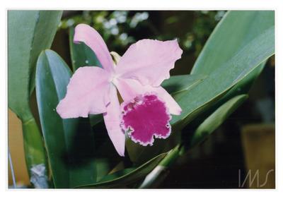 Fotografia; autor: Não identificado