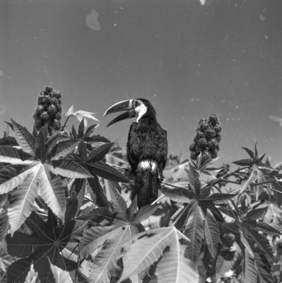 Expedição do SPI que estabeleceu os primeiros contatos com o povo Asuriní do Tocantins