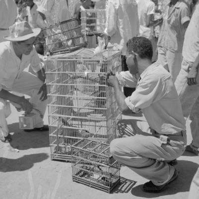Feira dos Passarinhos