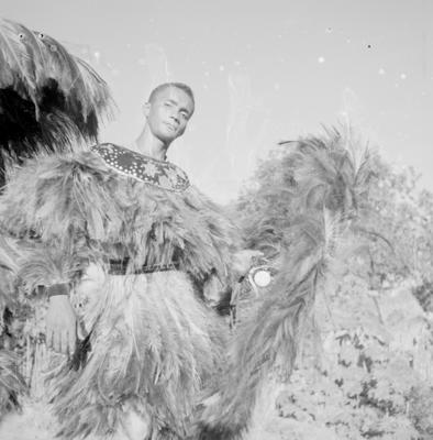 Bumba meu boi, festa popular